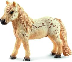 Falabella Gelding