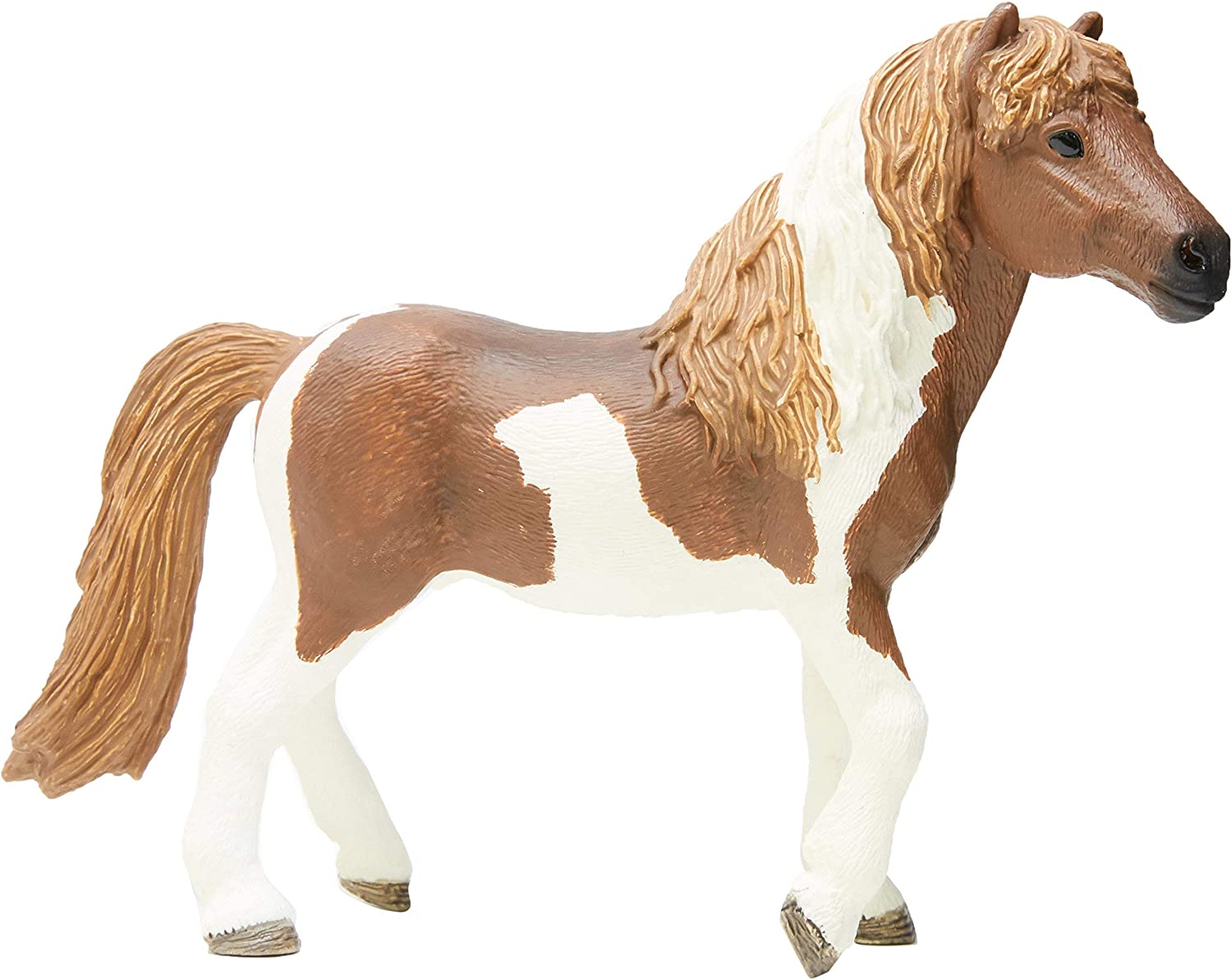 Icelandic Pony Stallion