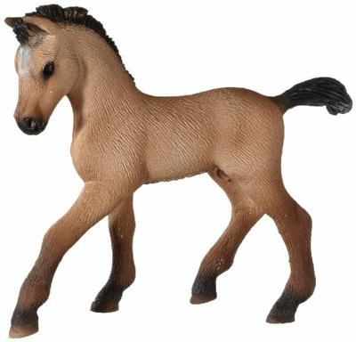 Andalusian Foal