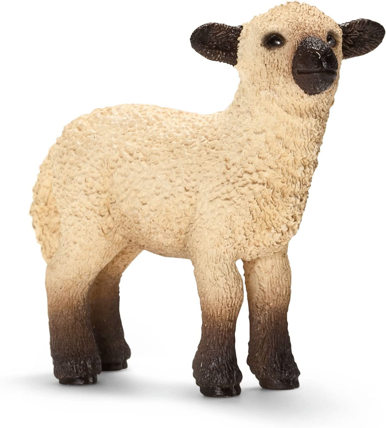 Shropshire Sheep