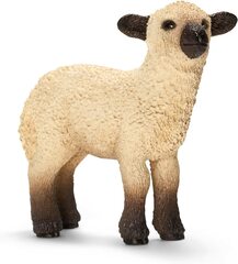 Shropshire Sheep