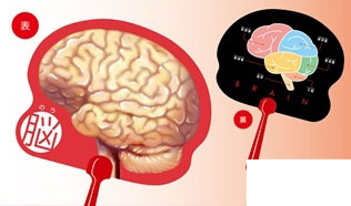 Human Body Handheld Fan - Brain