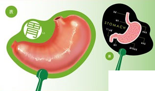 Human Body Handheld Fan - Stomach