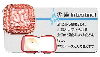 Organ Pouch Series (5) Intestines Pouch