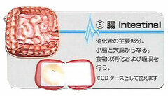 Organ Pouch Series (5) Intestines Pouch