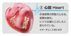 Organ Pouch Series (2) Heart Pouch