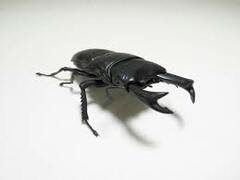 IRC Hashiru!! Konchuu Series Sawtooth Stag Beetle