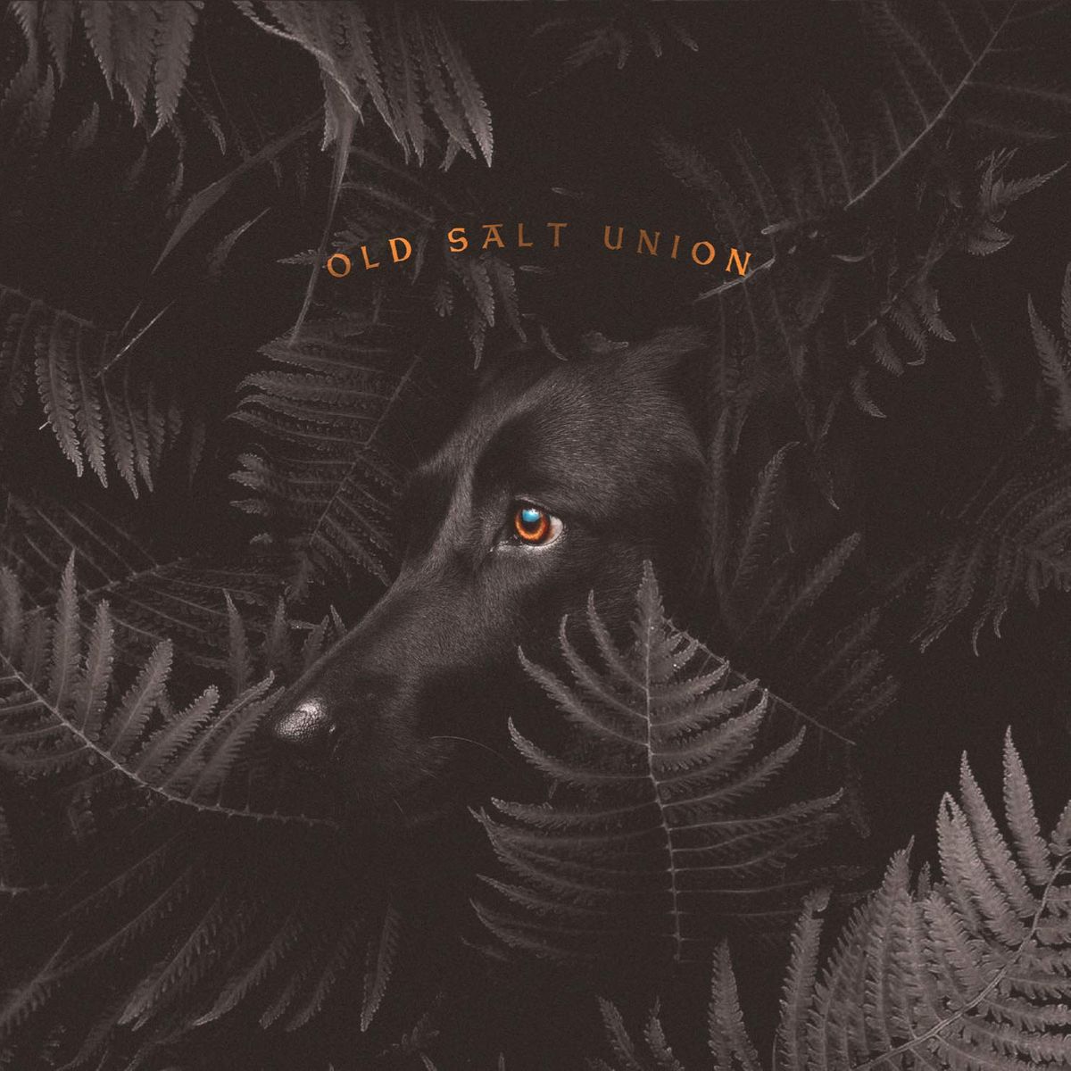 Where The Dogs Dont Bite (LP)
