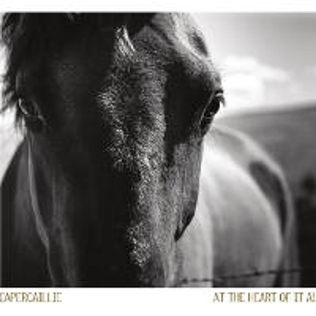 At The Heart Of It All (CD)