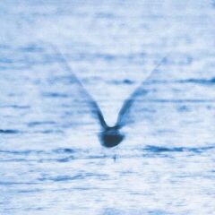 Mellow Dream (CD)