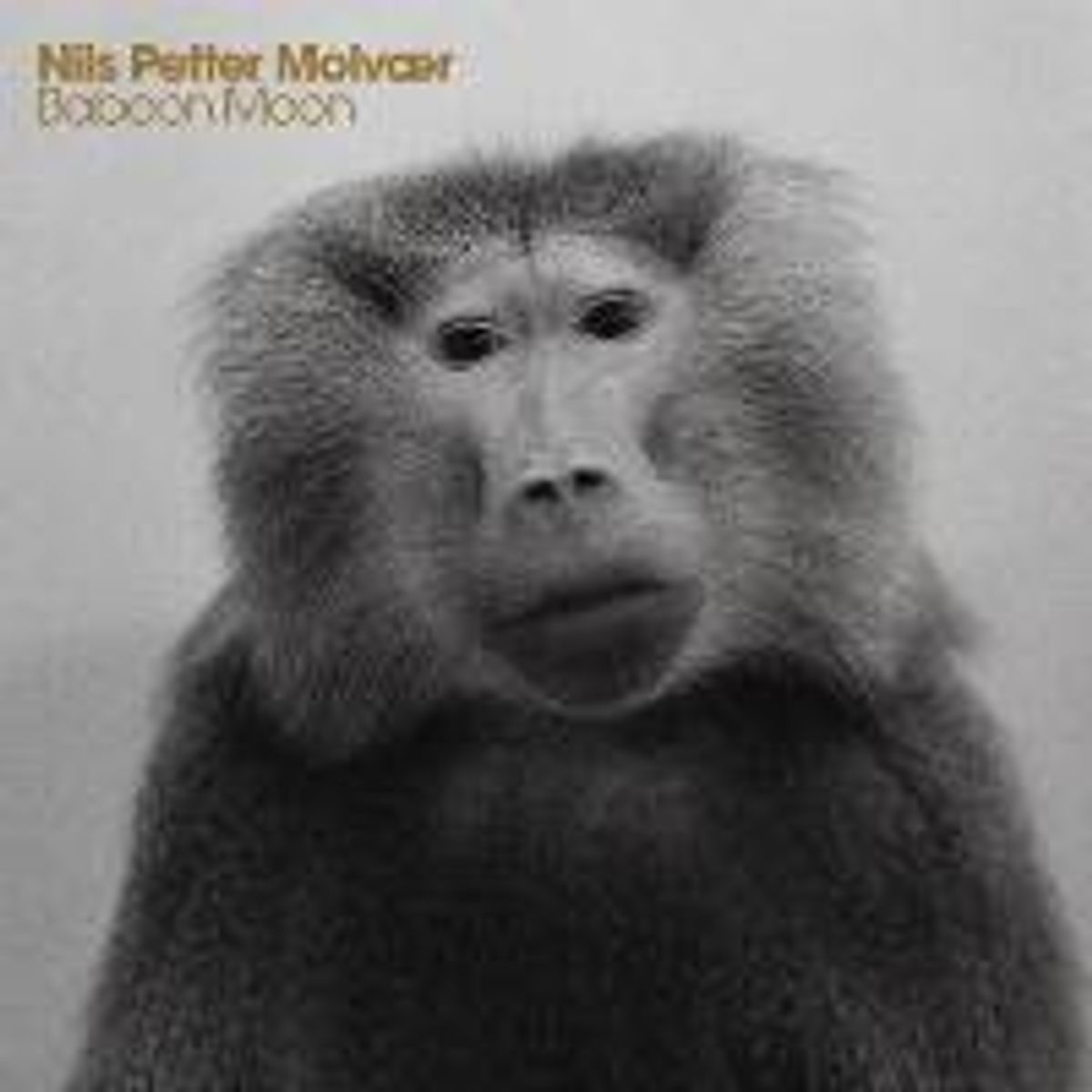 Baboon Moon (CD)