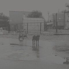 After Its Own Death / Walking In A Spiral Towards The House (LP)