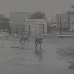 After Its Own Death / Walking In A Spiral Towards The House (CD)