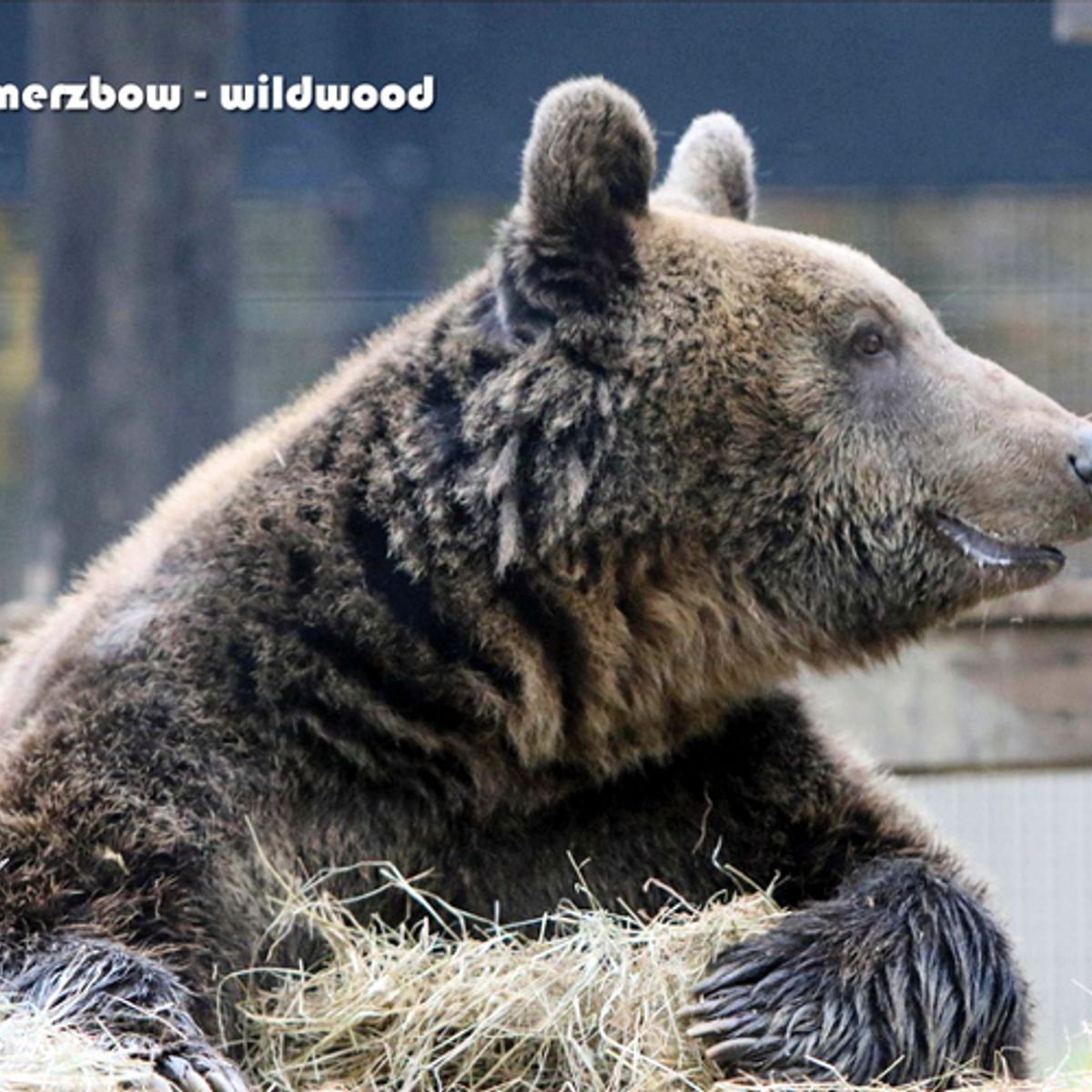 Wildwood (CD)