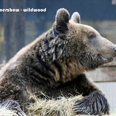 Wildwood (CD)