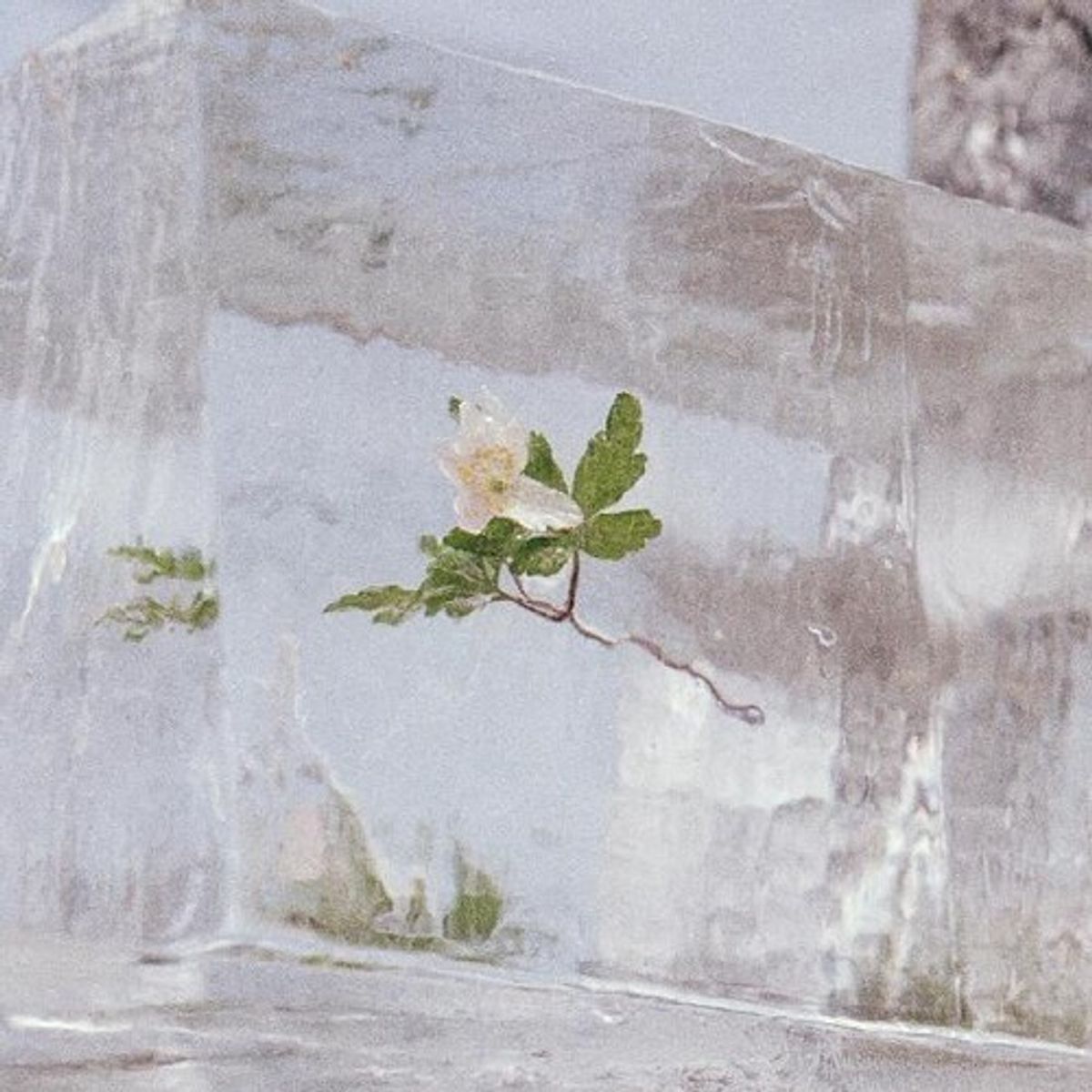 Windflowers [Clear Vinyl] (LP)