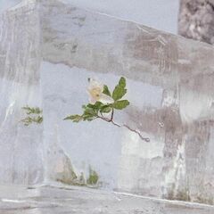 Windflowers [Clear Vinyl] (LP)