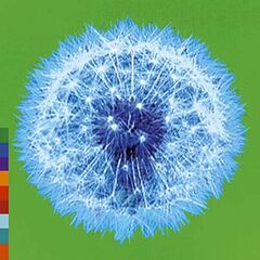 Week Or Two In The Real World (CD)