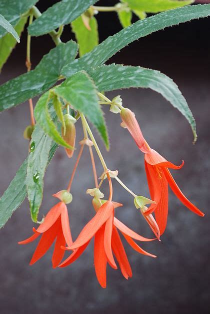 Begonia, Tuberous Begonia, Bolivian Begonia Bonfire