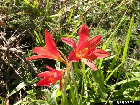 Rhodophiala Species, Oxblood Lily, Schoolhouse Lily