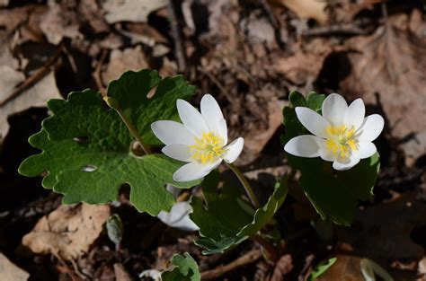 Sanguinaria Species, Bloodroot, Red Puccoon, Red Root