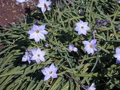 Ipheion Species, Spring Starflower