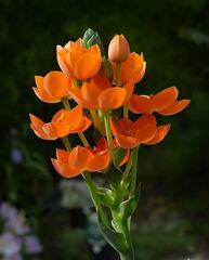 Ornithogalum Species, Orange Star, Snake Plant, Sun Star, Yellow Chincherinchee