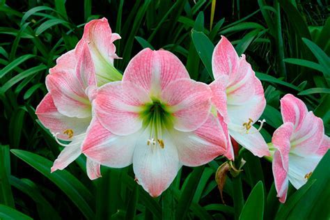 Hippeastrum, Amaryllis Apple Blossom