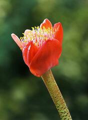 Haemanthus Species, Blood Flower, Blood Lily, Paintbrush Lily, Shaving Brush