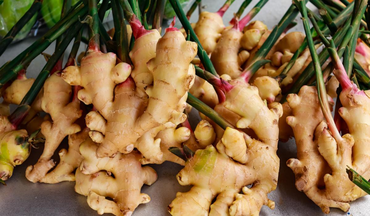 Zingiber Species, Common Ginger, Cooking Ginger, Ginger Root