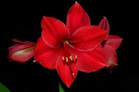 Hippeastrum, Amaryllis Red Lion