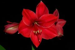 Hippeastrum, Amaryllis 'Red Lion'