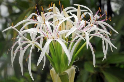 Crinum Species, Crinum Lily, Giant Crinum Lily, Spider Lily