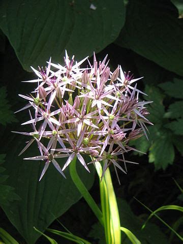 Allium Species, Persian Onion, Star of Persia