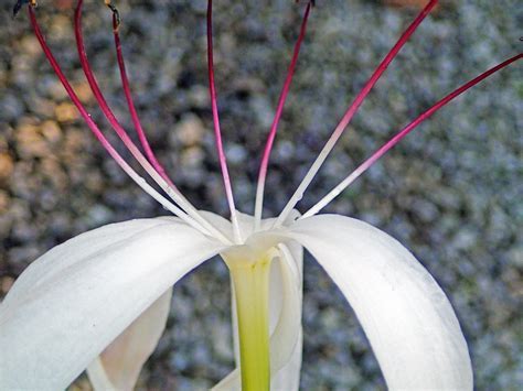 Crinum Species, American Crinum, Southern Swamp Lily, String Lily