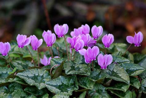 Cyclamen Species, Hardy Cyclamen, Ivy-Leaved Cyclamen, Persian Violet, Sowbread