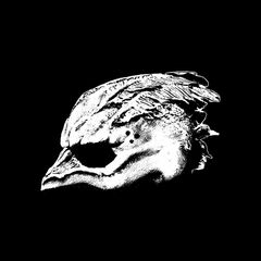 Legend Of The Seagullmen (LP)