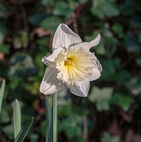 Long-cupped Narcissus, Large-cupped Daffodil Ice Follies