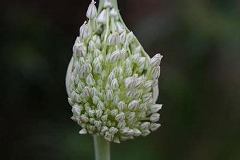 Allium Species, Elephant Garlic, Wild Leek, Yorktown Onion