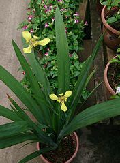 Trimezia Species, Forenoon Yellow Flag, Yellow Walking Iris