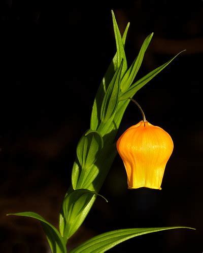 Sandersonia Species, Chinese Lantern Lily, Christmas Bells