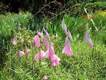 Dierama Species, Angels Fishing Rod, Fairy Wand, Wandflower