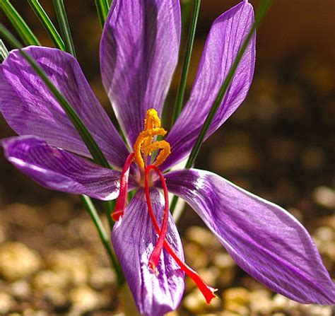 Species Crocus, Autumn Crocus, Saffron Crocus