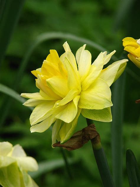 Double Narcissus, Double Daffodil Golden Ducat