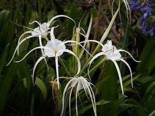 Water Spider Lily, Carolina Spider Lily