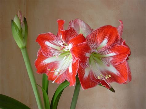 Hippeastrum Species, Amaryllis, Butterfly Amaryllis