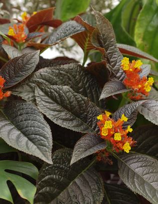 Chrysothemis Black Flamingo