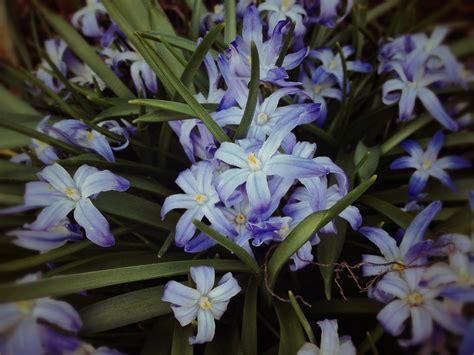 Scilla Species, Chionodoxa, Glory of the Snow