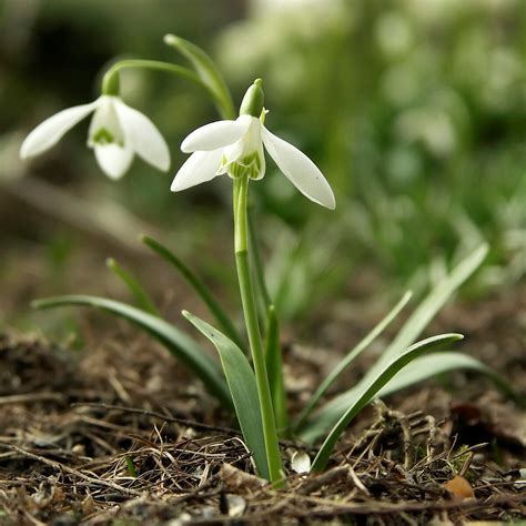 Galanthus Species, Common Snowdrop, February Fair Maid, Snowdrops