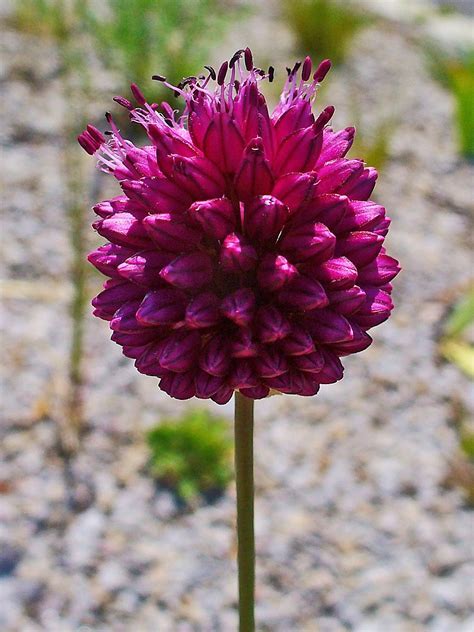 Allium Species, Ornamental Onion, Round Headed Leek